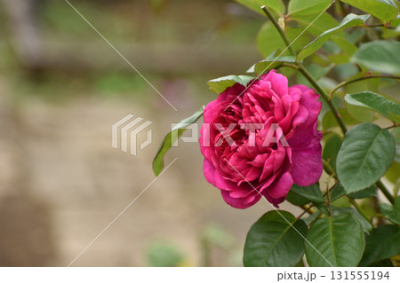 鮮やかな赤紫の秋のバラ 131555194