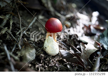 赤くてかわいいタマゴタケ 131555299
