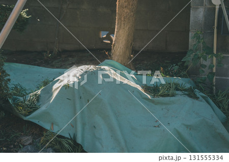 Japanese Gardener 131555334