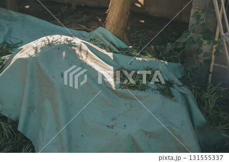 Japanese Gardener Japanese Gardener 131555337