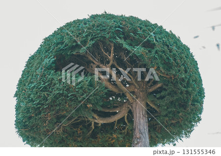 Japanese Gardener 131555346