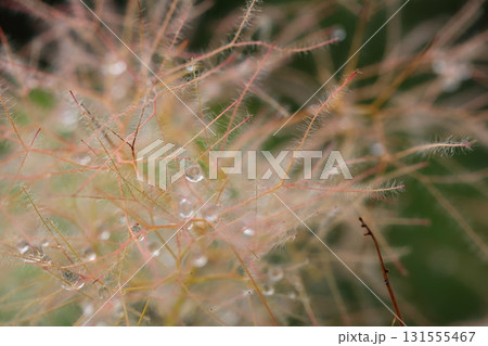 スモークツリーの花と雨雫 131555467