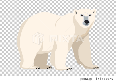 Polar bear facing right 131555575