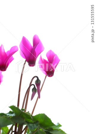 ピンクのシクラメンのクローズアップ 【白背景】 131555595