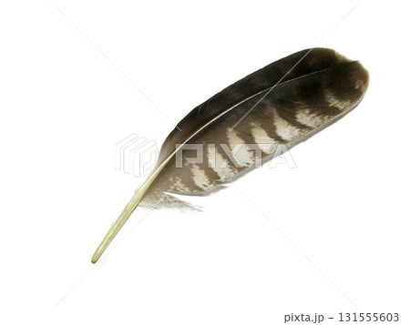 ハヤブサ、鷹、フクロウなどの猛禽類の鳥の羽根を白バックで撮影した写真です。 ハヤブサ、鷹、フクロウなどの猛禽類の鳥の羽根を白バックで撮影した写真です。 131555603