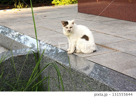 公園の野良猫 131555644