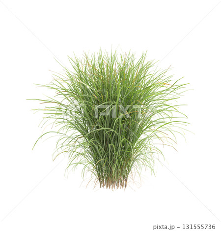 3d illustration of bush Miscanthus sinensis isolated on transparent backgroun 3d illustration of bush Miscanthus sinensis isolated on transparent backgroun 131555736