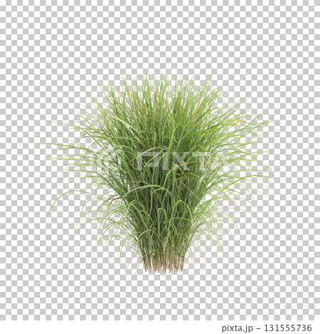 3d illustration of bush Miscanthus sinensis isolated on transparent backgroun 3d illustration of bush Miscanthus sinensis isolated on transparent backgroun 131555736