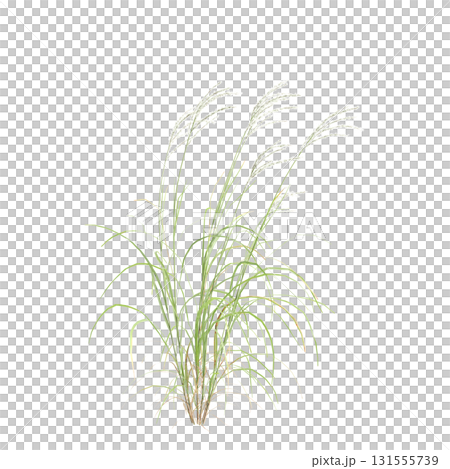 3d illustration of bush Miscanthus sacchariflorus isolated on transparent b.. 3d illustration of bush Miscanthus sacchariflorus isolated on transparent b.. 131555739