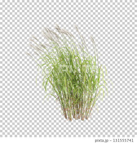 3d illustration of bush Miscanthus sacchariflorus isolated on transparent b.. 131555741
