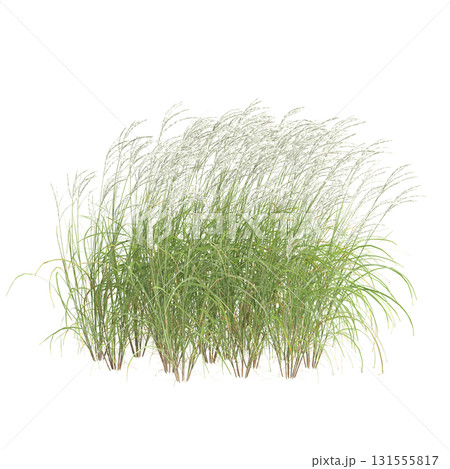 3d illustration of bush Miscanthus sinensis isolated on transparent backgroun 131555817
