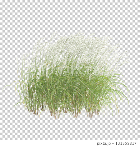 3d illustration of bush Miscanthus sinensis isolated on transparent backgroun 131555817