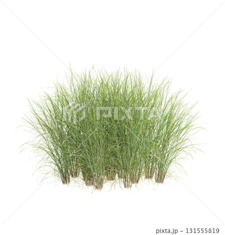 3d illustration of bush Miscanthus sinensis isolated on transparent backgroun 3d illustration of bush Miscanthus sinensis isolated on transparent backgroun 131555819