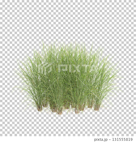 3d illustration of bush Miscanthus sinensis isolated on transparent backgroun 3d illustration of bush Miscanthus sinensis isolated on transparent backgroun 131555819