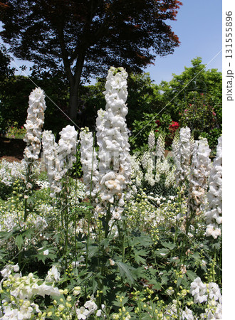 白の花壇 春 白の花壇 春 131555896