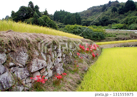 沢尻の棚田(宮城県伊具郡丸森町) 沢尻の棚田(宮城県伊具郡丸森町) 131555975