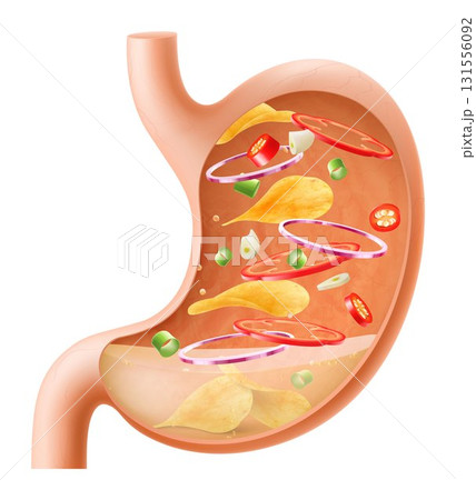 Human Stomach filled full by fast food. Gastric juice digesting many food in Stomach. Stomach with seasoned chips inside Illustration about digestive system. Realistic 3d Vector 131556092