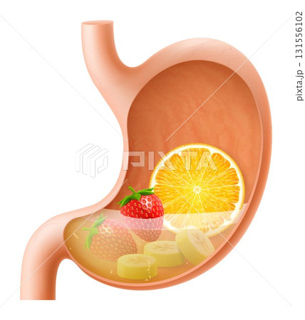 Human Stomach with peach fruit. The stomach digests peaches. A stomach filled with healthy and wholesome food. Proper nutrition. Realistic 3d Vector illustration. Food digestion process illustration 131556102