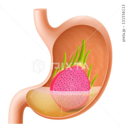 Human Stomach with dragon fruit. The stomach digests dragon fruit. A stomach filled with healthy and wholesome food. Proper nutrition. Realistic 3d Vector illustration. Food digestion process 131556113