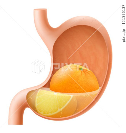 Human Stomach with orange fruit. The stomach digests orange. A stomach filled with healthy and wholesome food. Proper nutrition. Realistic 3d Vector illustration. Food digestion process illustration 131556137