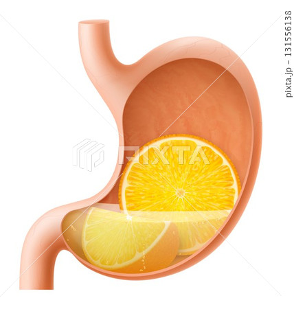Human Stomach with orange fruit. The stomach digests orange. A stomach filled with healthy and wholesome food. Proper nutrition. Realistic 3d Vector illustration. Food digestion process illustration 131556138