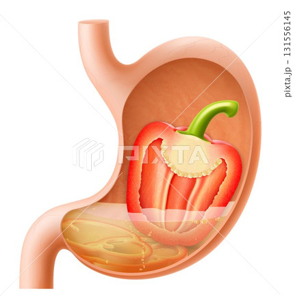 Human Stomach with bell pepper. The stomach digests pepper. A stomach filled with healthy and wholesome food. Proper nutrition. Realistic 3d Vector illustration. Food digestion process illustration 131556145