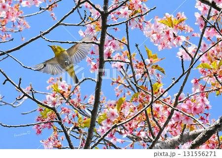 河津桜とメジロ 【佐倉城址公園】 河津桜とメジロ 【佐倉城址公園】 131556271