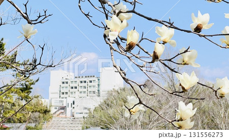 千葉県 佐倉市役所を佐倉城址公園から望む 千葉県 佐倉市役所を佐倉城址公園から望む 131556273