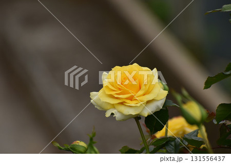 華やかな黄色い秋のバラ 華やかな黄色い秋のバラ 131556437
