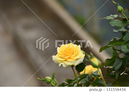 華やかな黄色い秋のバラ 華やかな黄色い秋のバラ 131556438