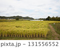 田舎の風景　稲作 131556552