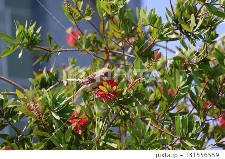 緑の葉と赤いブラシノキの枝で花をついばむすずめのいる風景 131556559