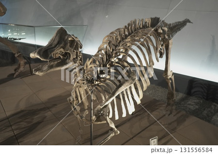 福井県　恐竜博物館 131556584