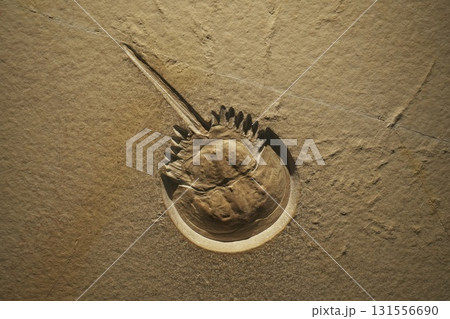 福井県 恐竜博物館 福井県 恐竜博物館 131556690