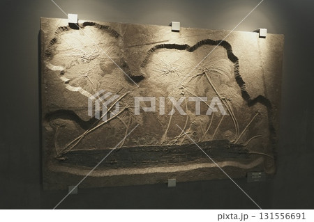 福井県 恐竜博物館 福井県 恐竜博物館 131556691