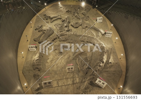 福井県 恐竜博物館 福井県 恐竜博物館 131556693