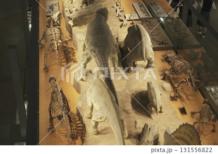 福井県　恐竜博物館 131556822