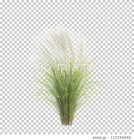 3d illustration of bush Nassella tenuissima isolated on transparent backgroun 3d illustration of bush Nassella tenuissima isolated on transparent backgroun 131556848