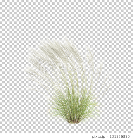 3d illustration of bush Nassella tenuissima isolated on transparent backgroun 3d illustration of bush Nassella tenuissima isolated on transparent backgroun 131556850