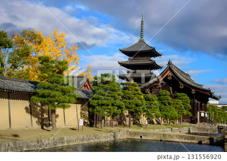東寺の五重塔と紅葉 131556920