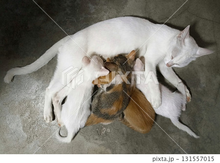 Adorable Mother Cat Nursing Her Four Tiny Newborn Kittens Adorable Mother Cat Nursing Her Four Tiny Newborn Kittens 131557015