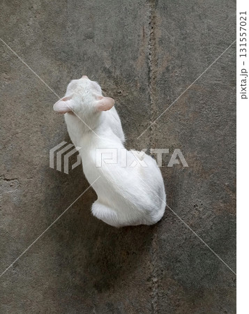 White Cat Sitting on Concrete Floor White Cat Sitting on Concrete Floor 131557021