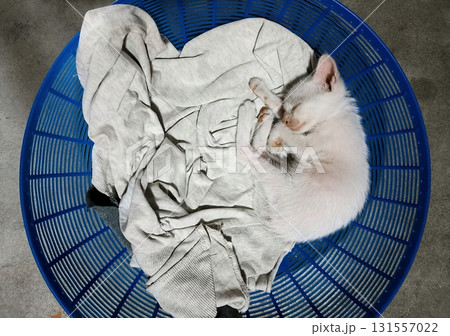 Peaceful Nap in a Cozy Basket 131557022
