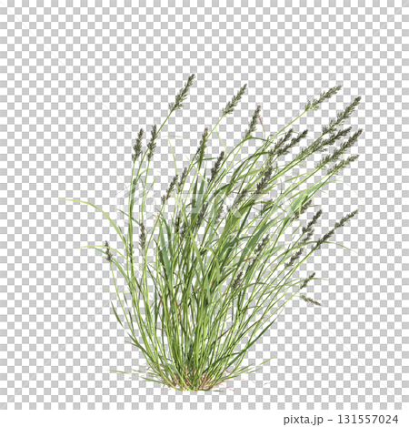 3d illustration of bush Polypogon fugax isolated on transparent background 3d illustration of bush Polypogon fugax isolated on transparent background 131557024
