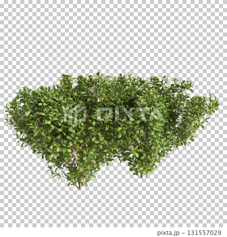 3d Illustration of Buxus Microphylla Green Shrub isolated on transparent ba.. 131557029