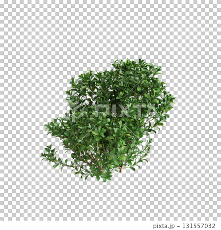 3d Illustration of Buxus Microphylla Green Shrub isolated on transparent ba.. 131557032
