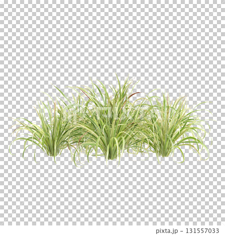 3d Illustration of Arrhenatherum Elatius Grass Plant isolated on transparen.. 131557033