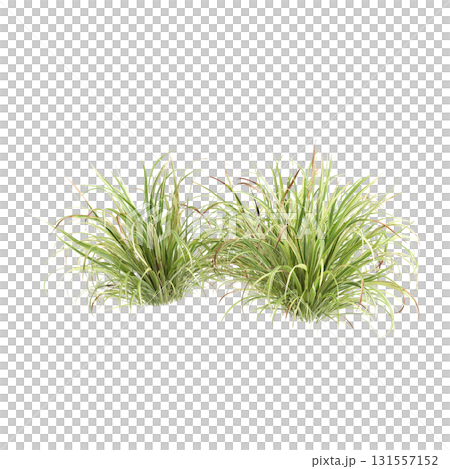 3d Illustration of Arrhenatherum Elatius Grass Plant isolated on transparen.. 3d Illustration of Arrhenatherum Elatius Grass Plant isolated on transparen.. 131557152