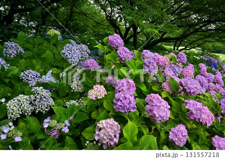 幸手市権現堂堤のアジサイの花 幸手市権現堂堤のアジサイの花 131557218