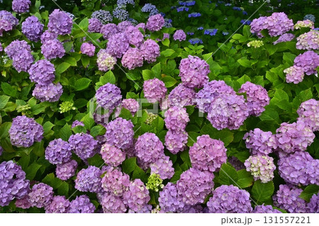 幸手市権現堂堤のアジサイの花 幸手市権現堂堤のアジサイの花 131557221